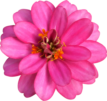 Pink zinnia flower isolated cutout PNG