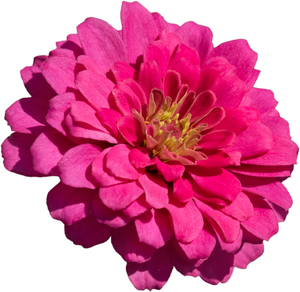pink zinnia