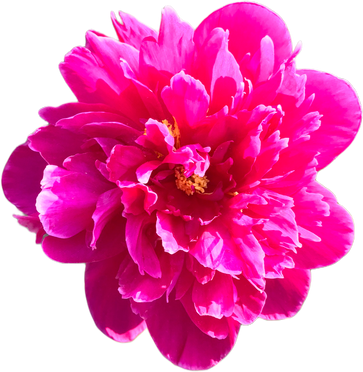 Pink Peony Flower Cutout