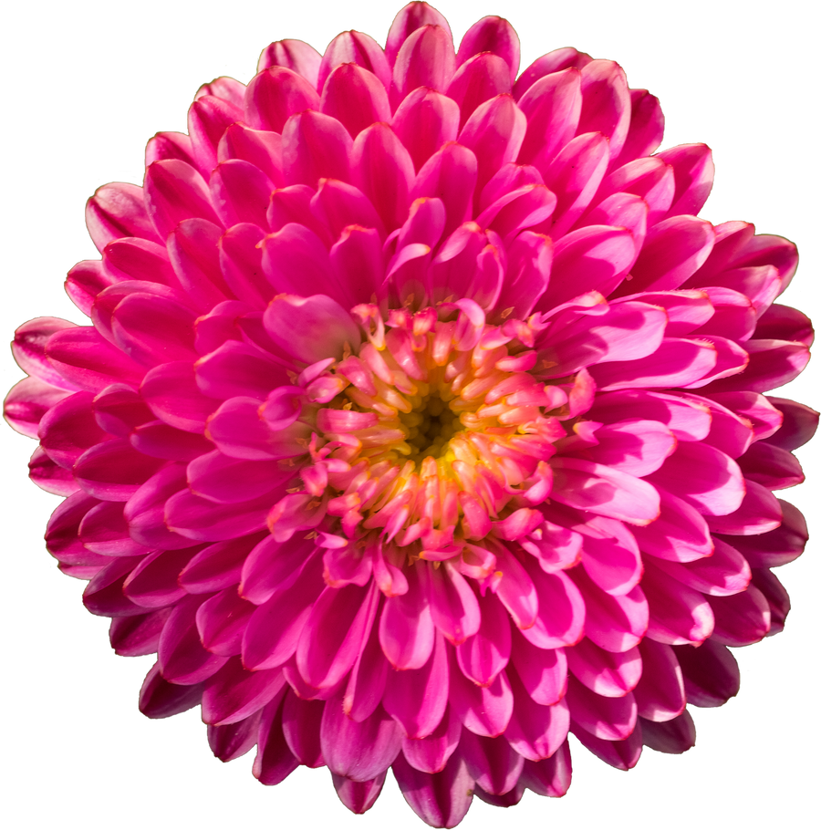 Isolated Flower With Pink Petals