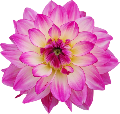 Orange Dahlia Flower 