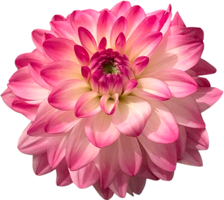 Pink Dahlia flower blooming isolated cutout PNG