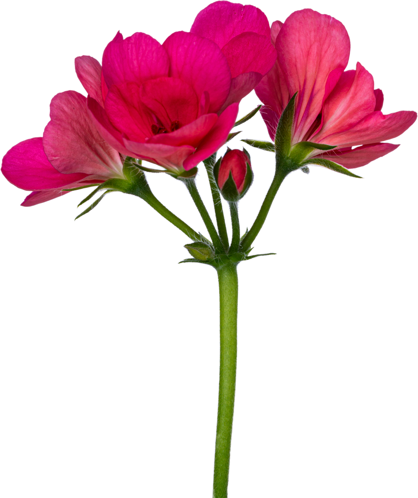Pink Flowers on a Stem Transparant background