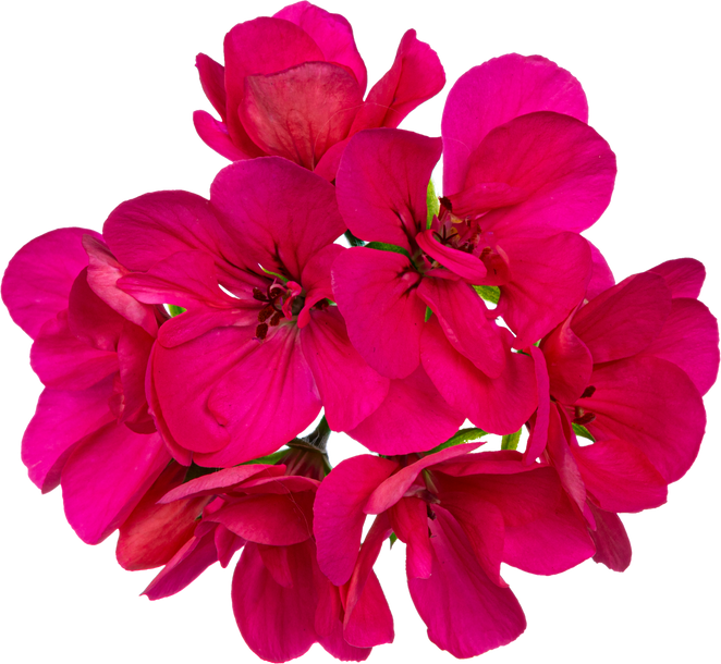 Bright Pink Flowers Cutout